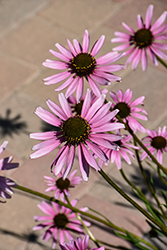 Tennessee Coneflower (Echinacea tennesseensis) at Lurvey Garden Center