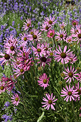 Tennessee Coneflower (Echinacea tennesseensis) at Lurvey Garden Center