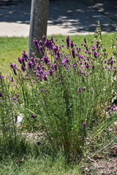 Purple Prairie Clover (Dalea purpurea) at Make It Green Garden Centre