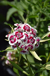 Barbarini Red Picotee Sweet William (Dianthus barbatus 'Barbarini Red Picotee') at Make It Green Garden Centre