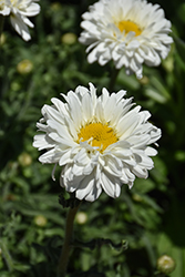 Victorian Secret Shasta Daisy (Leucanthemum x superbum 'Victorian Secret') at Make It Green Garden Centre