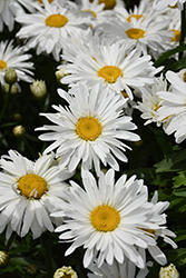 Whoops-A-Daisy Shasta Daisy (Leucanthemum x superbum 'Whoops-A-Daisy') at Make It Green Garden Centre