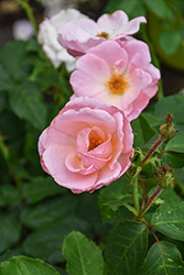 Peachy Knock Out Rose (Rosa 'Radgor') at Make It Green Garden Centre