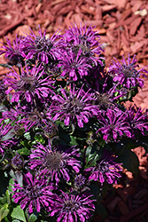 Rockin' Raspberry Beebalm (Monarda 'Rockin' Raspberry') at Make It Green Garden Centre