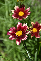 Lil' Bang Red Elf Tickseed (Coreopsis 'Red Elf') at Make It Green Garden Centre