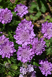 Flutter Rose Pink Pincushion Flower (Scabiosa columbaria 'Balfluttropi') at Make It Green Garden Centre