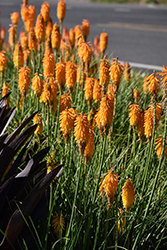 Poco Orange Torchlily (Kniphofia 'Poco Orange') at Make It Green Garden Centre