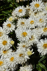 Belgian Lace Shasta Daisy (Leucanthemum x superbum 'TNLEUBL') at Make It Green Garden Centre