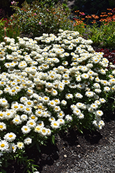 Belgian Lace Shasta Daisy (Leucanthemum x superbum 'TNLEUBL') at Make It Green Garden Centre