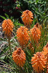 Poco Orange Torchlily (Kniphofia 'Poco Orange') at Make It Green Garden Centre