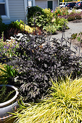 Black Negligee Bugbane (Actaea racemosa 'Black Negligee') at Make It Green Garden Centre