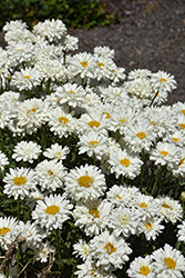 Victorian Secret Shasta Daisy (Leucanthemum x superbum 'Victorian Secret') at Make It Green Garden Centre