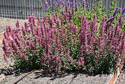 Poquito Lavender Hyssop (Agastache 'TNAGAPL') at Lurvey Garden Center