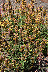 Poquito Butter Yellow Hyssop (Agastache 'TNGAPBY') at Lurvey Garden Center