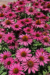 Kismet Raspberry Coneflower (Echinacea 'TNECHKR') at Make It Green Garden Centre