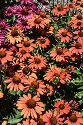 Kismet Intense Orange Coneflower (Echinacea 'TNECHKIO') at Make It Green Garden Centre