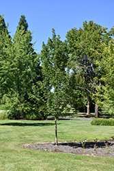 Powder Keg Sugar Maple (Acer saccharum 'Whit XLIX') at Make It Green Garden Centre