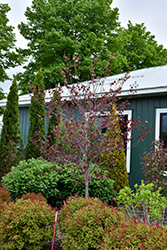 Midnight Express Redbud (Cercis canadensis 'RNI-RCC3') at Make It Green Garden Centre