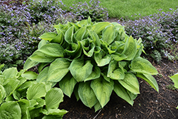 Paradigm Hosta (Hosta 'Paradigm') at Make It Green Garden Centre