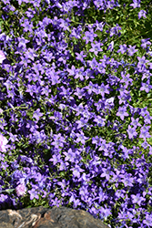 Dalmatian Bellflower (Campanula portenschlagiana) at Make It Green Garden Centre