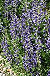 Blue Wild Indigo (Baptisia australis) at Make It Green Garden Centre