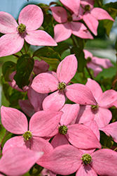 Scarlet Fire Flowering Dogwood (Cornus kousa 'Rutpink') at Make It Green Garden Centre