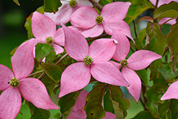 Scarlet Fire Flowering Dogwood (Cornus kousa 'Rutpink') at Make It Green Garden Centre