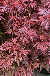 Shaina Japanese Maple (Acer palmatum 'Shaina') at Make It Green Garden Centre