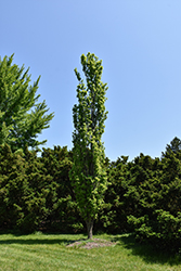 Prairie Sentinel Hackberry (Celtis occidentalis 'JFS-KSU1') at Make It Green Garden Centre
