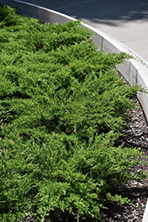 Broadmoor Juniper (Juniperus sabina 'Broadmoor') at Lurvey Garden Center