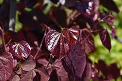 Midnight Express Redbud (Cercis canadensis 'RNI-RCC3') at Make It Green Garden Centre