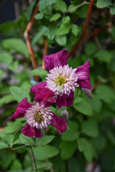 Avant-Garde Clematis (Clematis 'Avant-Garde') at Make It Green Garden Centre