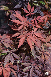 Purple-Leaf Japanese Maple (Acer palmatum 'Atropurpureum') at Make It Green Garden Centre