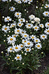 Whoops-A-Daisy Shasta Daisy (Leucanthemum x superbum 'Whoops-A-Daisy') at Make It Green Garden Centre