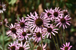 Rocky Top Coneflower (Echinacea tennesseensis 'Rocky Top') at Lurvey Garden Center