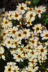 Nova Jewel Tickseed (Coreopsis 'Jewel') at Make It Green Garden Centre