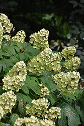 Snow Queen Hydrangea (Hydrangea quercifolia 'Snow Queen') at Make It Green Garden Centre