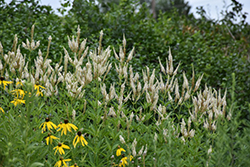 Culver's Root (Veronicastrum virginicum) at Make It Green Garden Centre