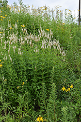 Culver's Root (Veronicastrum virginicum) at Make It Green Garden Centre