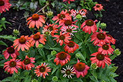Sombrero Sangrita Coneflower (Echinacea 'Balsomanita') at Make It Green Garden Centre