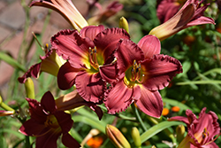 Earlybird Cardinal Daylily (Hemerocallis 'Endless Heart') at Make It Green Garden Centre