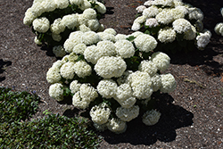 Invincibelle Limetta Hydrangea (Hydrangea arborescens 'NCHA8') at Make It Green Garden Centre