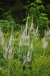 Culver's Root (Veronicastrum virginicum) at Make It Green Garden Centre