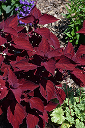 Beale Street Coleus (Solenostemon scutellarioides 'Beale Street') at Make It Green Garden Centre