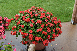 Beacon Bright Red Impatiens (Impatiens walleriana 'PAS1413665') at Make It Green Garden Centre