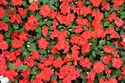 Beacon Bright Red Impatiens (Impatiens walleriana 'PAS1413665') at Make It Green Garden Centre
