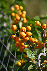 Autumn Revolution American Bittersweet (Celastrus scandens 'Bailumn') at Make It Green Garden Centre