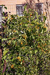 Autumn Revolution American Bittersweet (Celastrus scandens 'Bailumn') at Make It Green Garden Centre