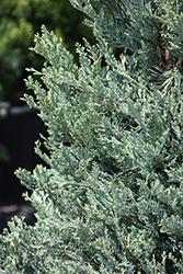 Moffett Juniper (Juniperus scopulorum 'Moffettii') at Make It Green Garden Centre