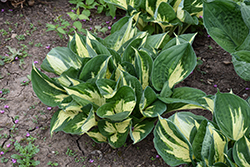 Pathfinder Hosta (Hosta 'Pathfinder') at Make It Green Garden Centre